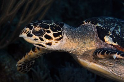 Hawksbill turtle