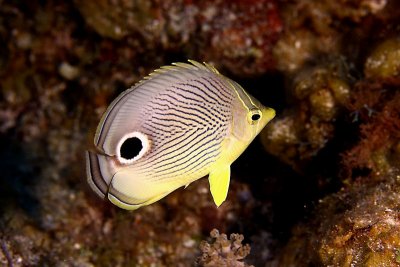 Four-eye butterflyfish