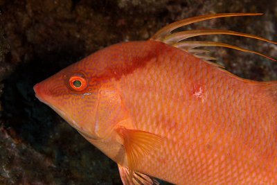 Hogfish - young in mottled phase