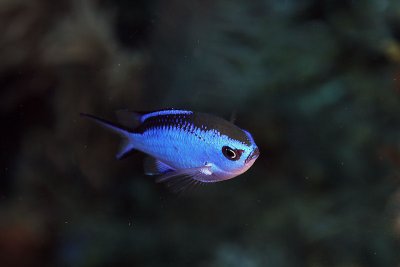 Blue chromis