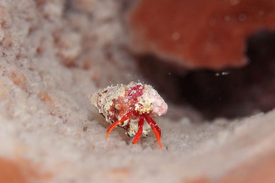 Hermit crab crawling inside sponge