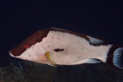 Hogfish - adult