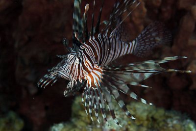 Lionfish