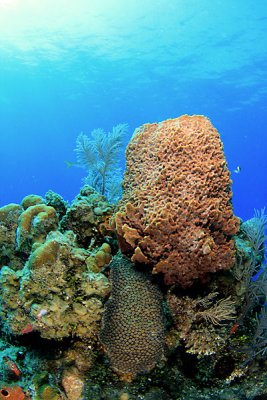 Reef scene with barrel sponge