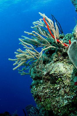 Sea rod coral with rope sponge