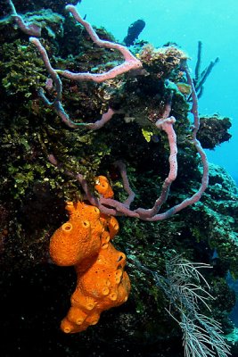 Reef scene with sponges