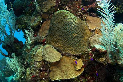 Reef scene with large star coral