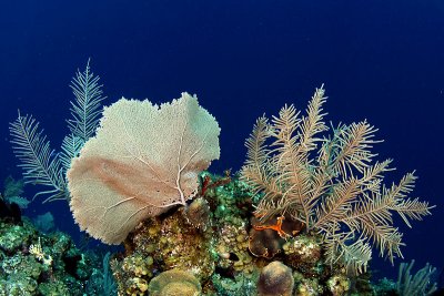 Purple sea fan and sea plume coral