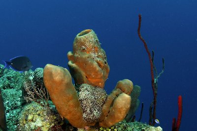 Sponges and coral