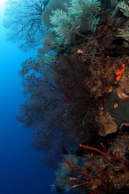 Reef scene with deep water gorgonians