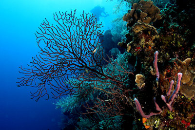 Deep water gorgonian and rope sponge