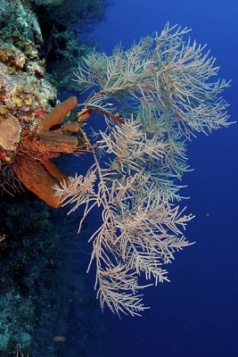  Sea plume coral