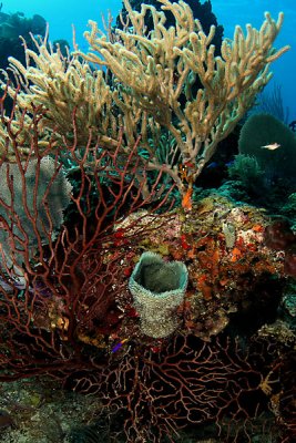 Corals and sponges