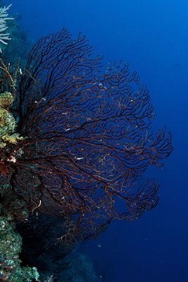 Deep water gorgonian