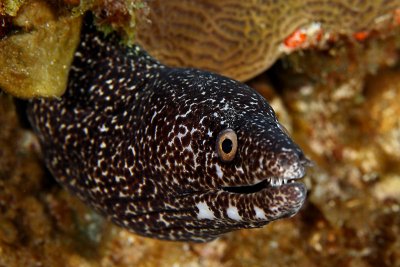 Spotted eel