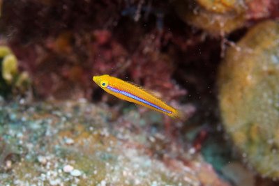 Juvenile yellowhead wrasse