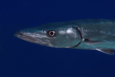 Barracuda