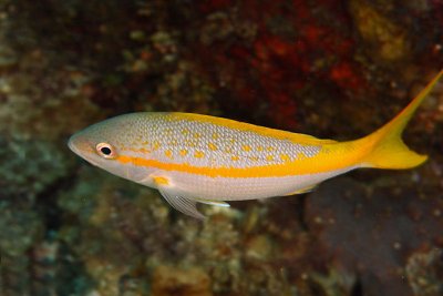 Yellowtail snapper