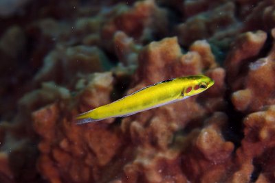 Juvenile bluehead wrasse