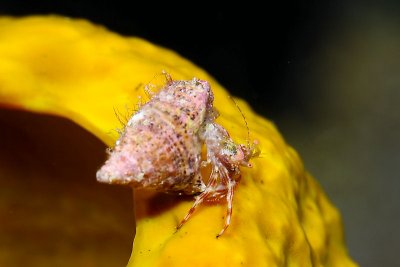 Red-striped hermit crab on sponge