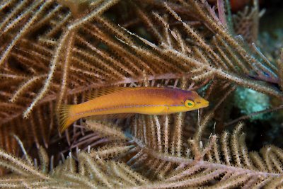 Juvenile yellowhead wrasse?