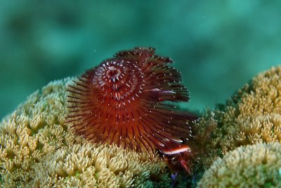 Christmas tree worm