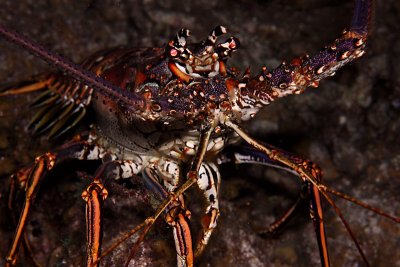 Caribbean spiny lobster