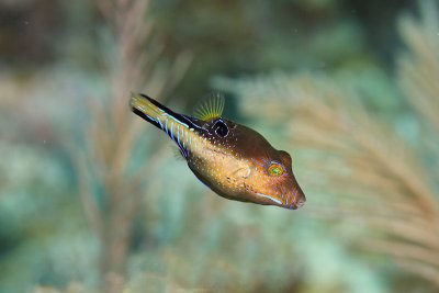 Sharpnose puffer