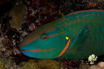 Sleeping stoplight parrotfish