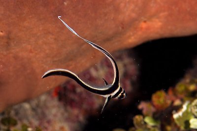 Juvenile drum