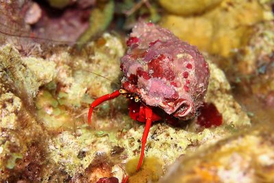Reef hermit crab