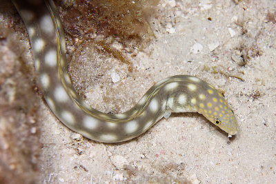 Sharptail eel