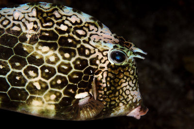 Honeycomb cowfish