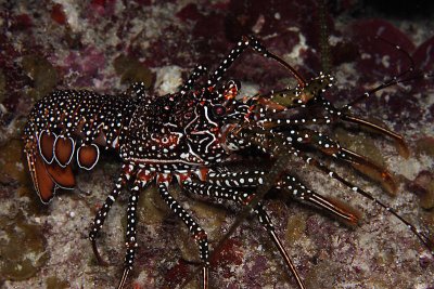 Spotted spiny lobster