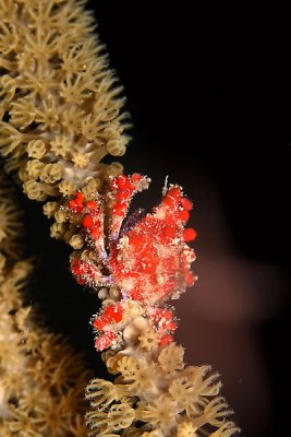 Cryptic teardrop crab on coral