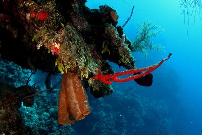 Reef scene