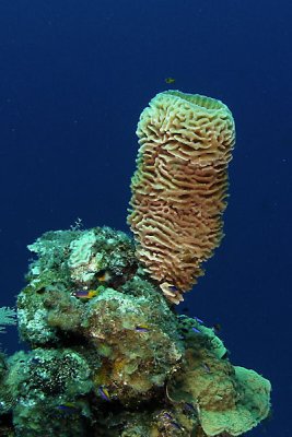 Vase sponge