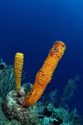 Tube sponges