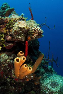 Sponges and corals