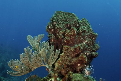 Sea rod coral with barrel sponge