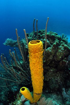 Tube sponge