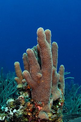 Pillar coral