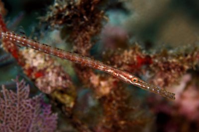 Juvenile trumpetfish