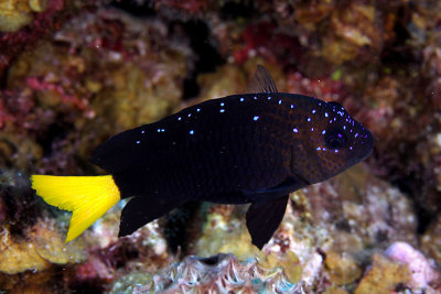 Juvenile/intermediate yellowtail damselfish