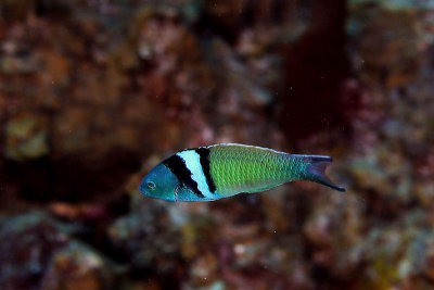 Bluehead wrasse