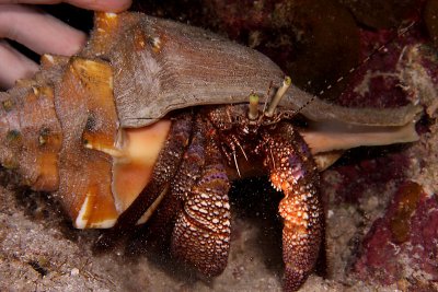 Giant hermit crab