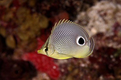 Four-eye butterflyfish