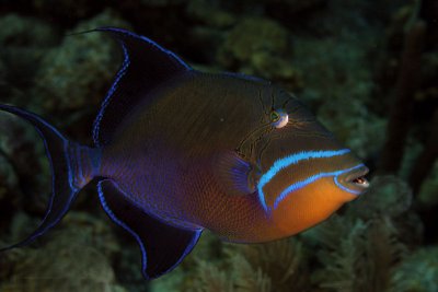 Queen triggerfish