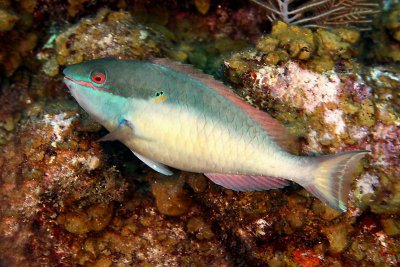 Redband parrotfish