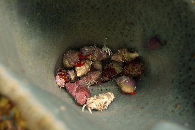 Hermit crabs in sponge